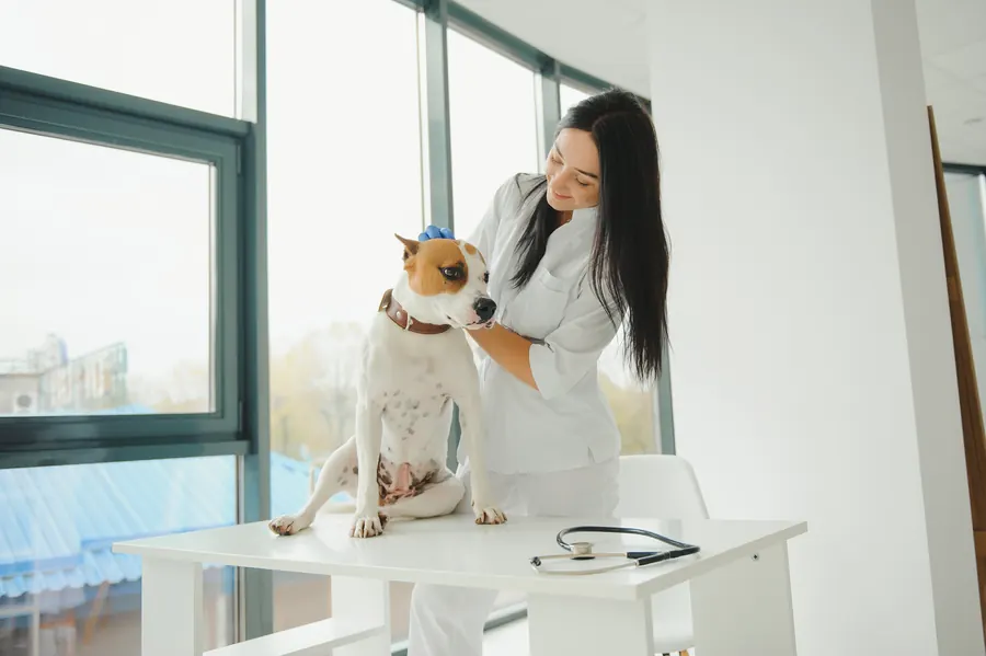 Une vétérinaire examine un chien sur la table, la propriétaire à côté, clinique lumineuse
