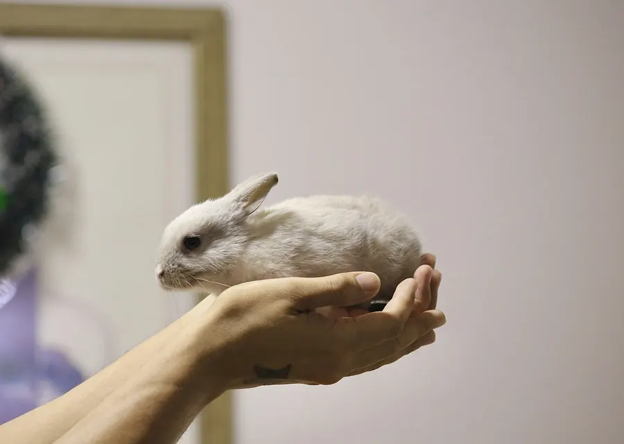 Main qui tient délicatement un tout jeune lapin, sans contexte médical