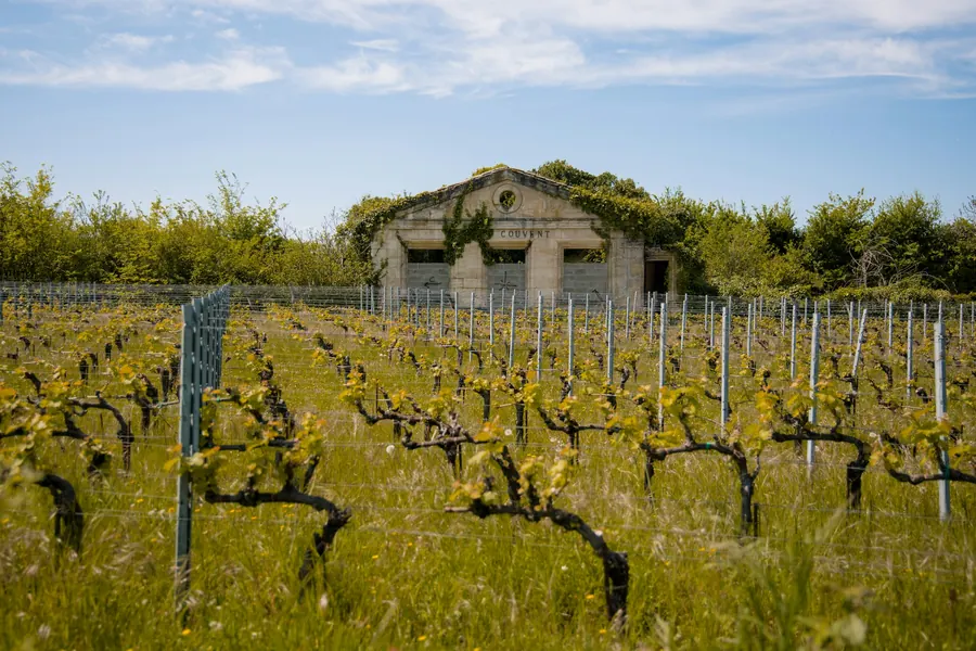 Vieilles vignes taillées devant une petite loge de vigne en pierre