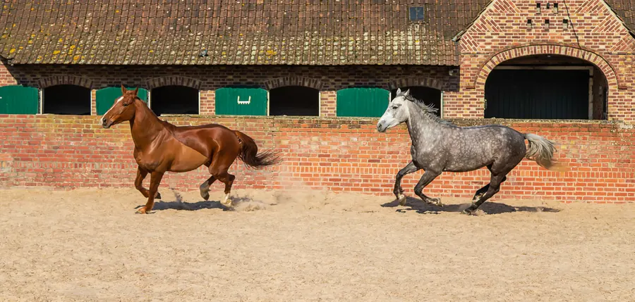 Deux chevaux au galop dans la cour d’un haras