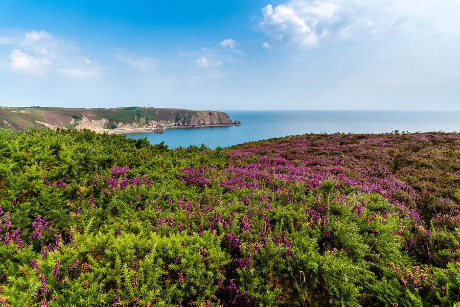 Lande fleurie de bruyère au-dessus de la mer, sur la côte des Côtes-d’Armor