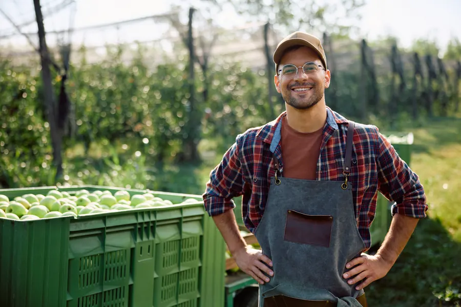 Un producteur dans son verger au moment de la récolte